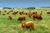 Beef, grass-fed, strip steaks, lean only, raw