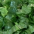 Chopped Spinach
