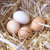 Organic Egg