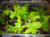 Seasonal Babyleaf Salad - Spinach,red Chard, Red Leaf