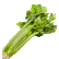 Celery Stalk Medium Length