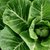 Organic Collard Greens