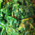 Spinach