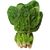 Spinach, raw (1 cup)