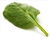 Spinach, raw (1 leaf)