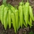 Pepper, banana, raw (1 small (4" long))