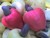 cashew fruit