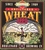 Alcoholic beverage, Unfiltered Wheat Beer